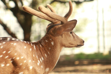 The Spotted Deer, known in Hindi as Chital, Axis Deer, is a species of deer native to the Indian...