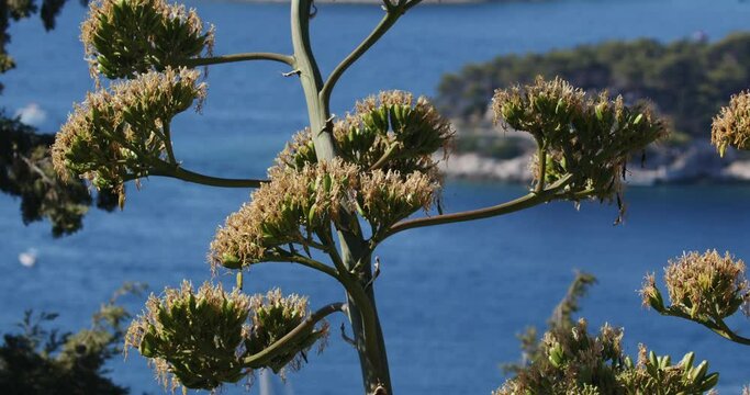 Agave americana in bloom, Croatia