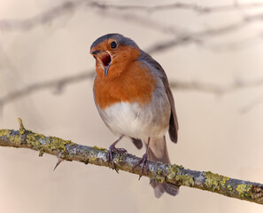 European Robin-Erithacus rubecula
