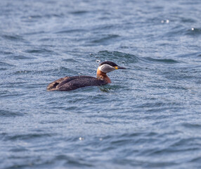 Red-necked grebe on a lake