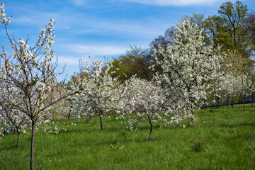 Kwitnące drzewa owocowe na łące