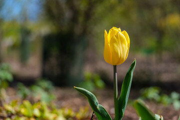 Tulipan ogrodowy żółty