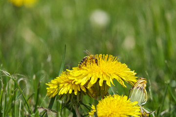 pszczoła miodna zbierająca pyłek z kwiata - obrazy, fototapety, plakaty