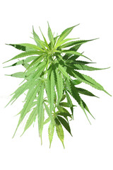 A leaf from the marijuana plant on a white background for use as an agricultural illustration or...