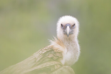 Portrait of Griffon Vulture Gyps fulvus, green background, biblical gyps, Old World vultures are vultures that are found in the Old World, i.e. the continents of Europe, Asia and Africa,