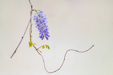 Wisteria flower escaped on a vine