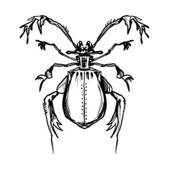 Hand drawn fantasy bug/beetle