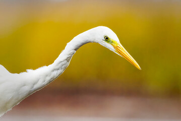 Great egret (Ardea alba) closeup looking for food in the wetlands in autumn.