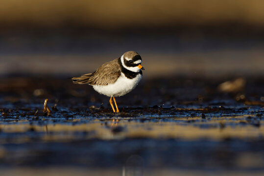 Common ringed plover or ringed plover (Charadrius hiaticula) in the wetlands in spring.