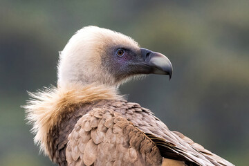 Portrait of Griffon Vulture Gyps fulvus, green background, biblical gyps, Old World vultures are vultures that are found in the Old World, i.e. the continents of Europe, Asia and Africa,