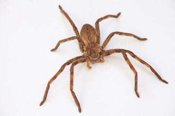 Rain Spider (Palystes superciliosus) 0593