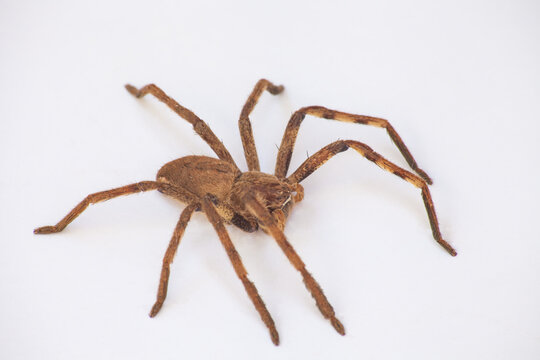 spider isolated on white background. 0597