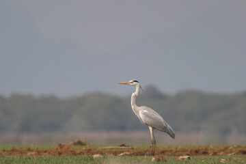 great blue heron ardea cinerea