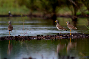 blue heron ardea cinerea