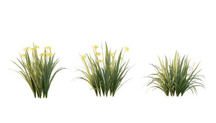 isolated cutout foreground plant like grass name Iris Pseudacorus in 3 different model option, best...
