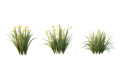 isolated cutout foreground plant like grass name Iris Pseudacorus in 3 different model option, best use for landscape design.
