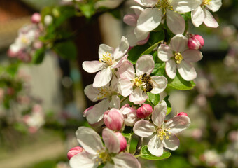 Fototapeta na wymiar Abundant flowering of apple trees in spring. Apple tree branch in beautiful fragrant flowers