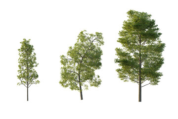isolated cutout tall and big tree Populus Grandidentata in 3 different model option, best use for...