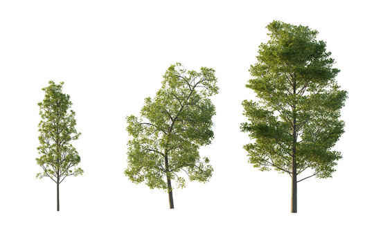 isolated cutout tall and big tree Populus Grandidentata in 3 different model option, best use for landscape design