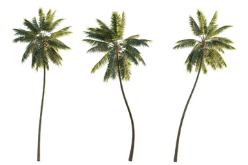 isolated cutout tropical coconut palm tree Cocos nucifera in 3 different model option, best use for landscape design - obrazy, fototapety, plakaty