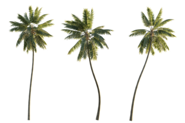 isolated cutout tropical coconut palm tree Cocos nucifera in 3 different model option, best use for landscape design