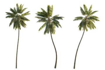 Fototapeten isolated cutout tropical coconut palm tree Cocos nucifera in 3 different model option, best use for landscape design © AK082