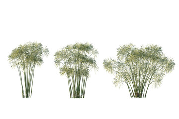 isolated cutout tropical water plant,high grass Cyperus papyrus in 3 different view, use for landscape design.