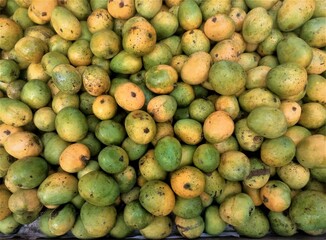 large quantity of mango gathered