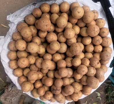 A large basket of Safeda
