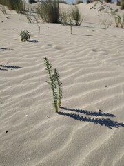 sand dunes in the desert