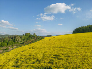 Field of blooming rapeseed against the background of the sky and mountains