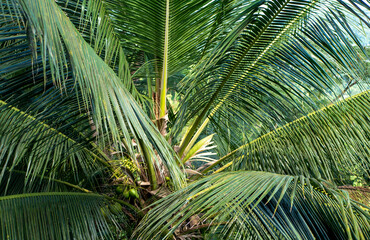 Obraz premium Coconut palm green leaves, its flower and young coconut fruits