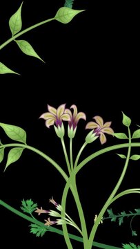 Growing plants, loop-able from 20:00 to end. Vertical video. Flowers and vines animation on black background. Overgrown, entwined foliage illustration.