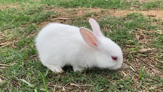 White color rabbit feeding on grass in a lawn in India.