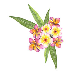 Set Plumeria flower isolated on white background. Watercolor hand drawn frangipani botanical illustration for design