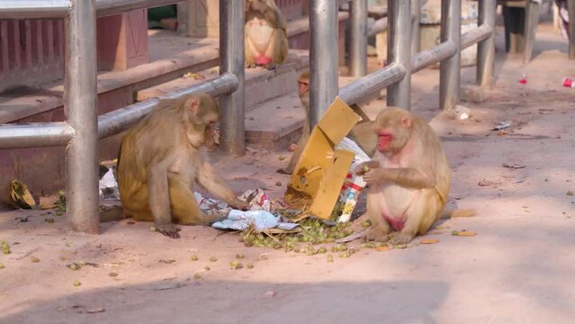Monkey's eating food in an indian city