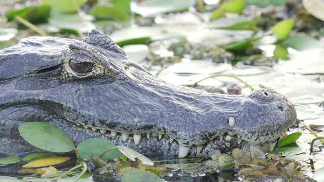 Yacare caiman full face with reptile eye and mouth with teeth out of water