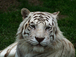Portrait of a beautiful white tiger in 