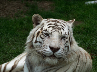 Portrait of a beautiful white tiger in "Domaines des fauves" zoo, Les Abrets, France