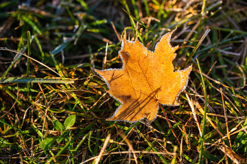 The maple leaf with frost on the ground. 