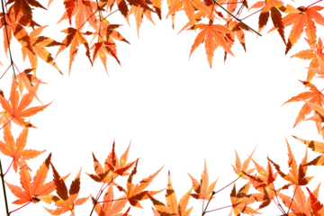 autumn leaves  border fram isolated