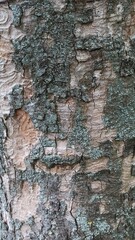 bark of a tree