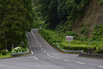 Empty road amidst trees in forest