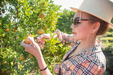 Cute thai girl cutting and collecting an orange in orange farm in Chiang Mai, Thailand.