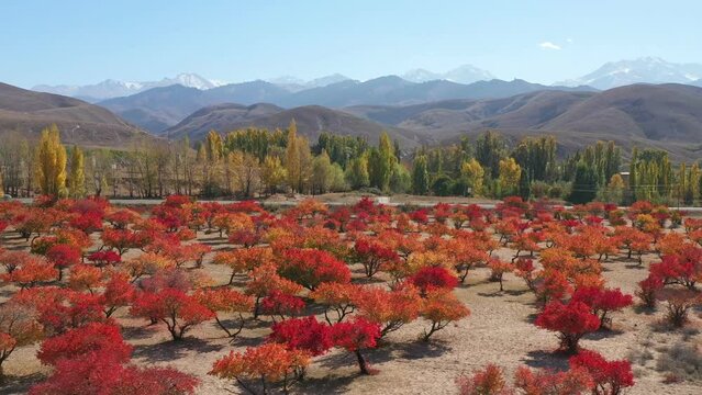 Scenery aerial view of colorful apricot tree park with high rocky mountains of Kyrgyzstan