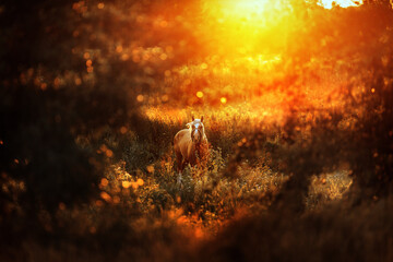 horse at sunset