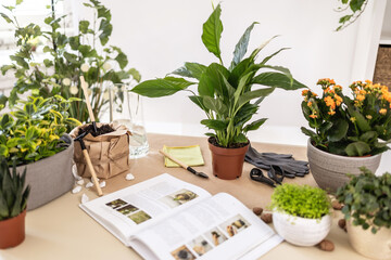 Repotting plants at home, transplant plant concept. Spathiphyllum, white peace lily, gloves, soil, Hydroponic Clay Pebbles, book, gardening tools on table. Ttransplanting houseplants indoor tutorial