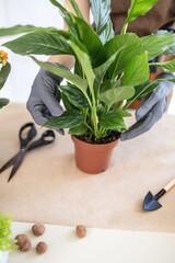 Selective focus, closeup of female gardener hands in gloves holding pot white peace lily, spathiphyllum. Selecting a pot for transplanting houseplant, repotting indoor plants, spring work room care