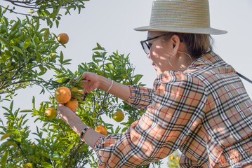 Happy Cute thai girl cutting an oranges in orange basket in orange farm in Chiang Mai, Thailand.