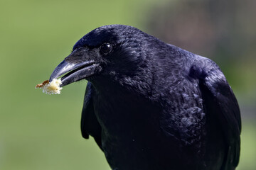Carrion crow with a morsel of cake in its beak